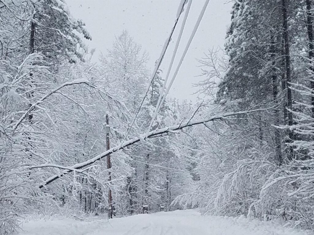A fallen tree over a power line in the snow.